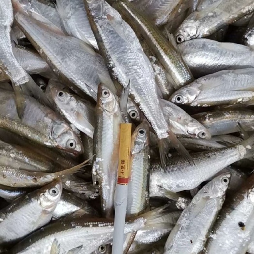 南陵县白条鱼  小白条 速冻