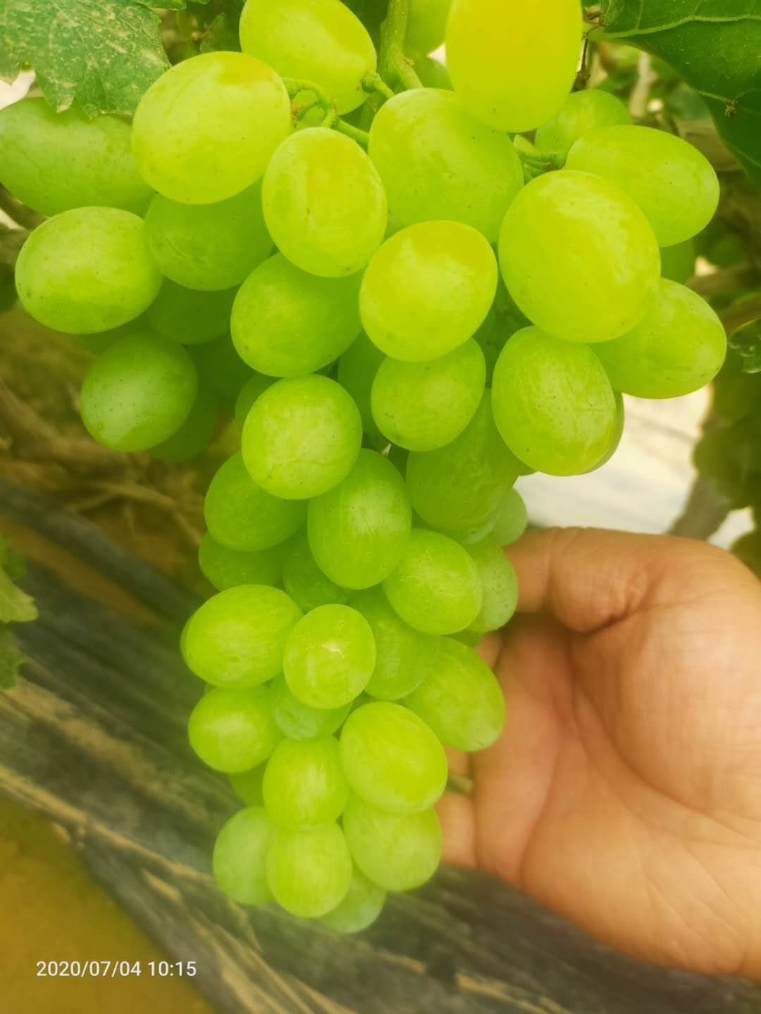 维多利亚葡萄 大棚维多利亚  价格便宜 颗粒大 口感甜