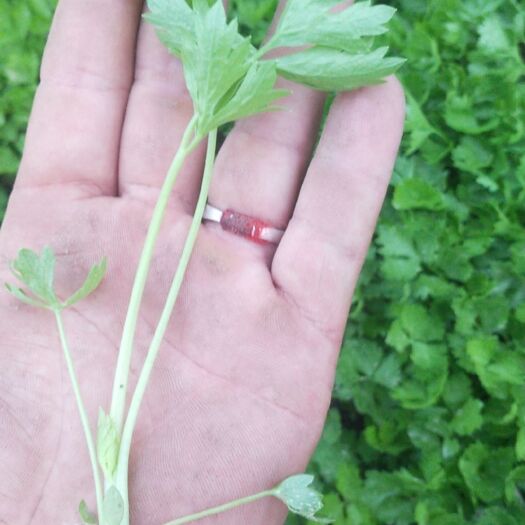 滑县芹菜苗 纯西芹种子