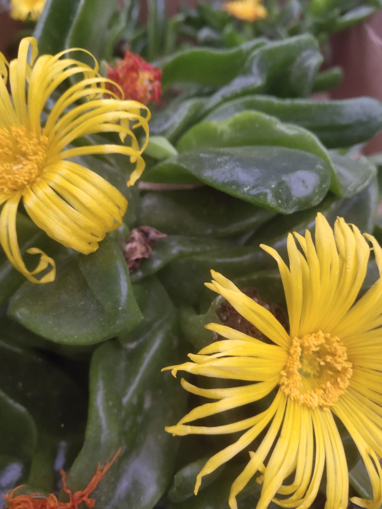  佛手掌多肉植物佛手托金多肉植物开黄花波涛黄花照波