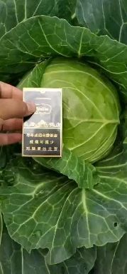 兴仁市包菜 铁头