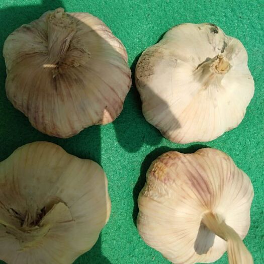 菏泽金乡大蒜 混级统货