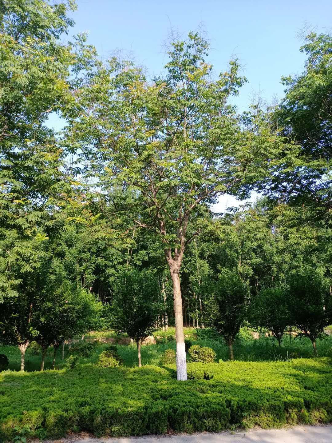  南栾黄山栾