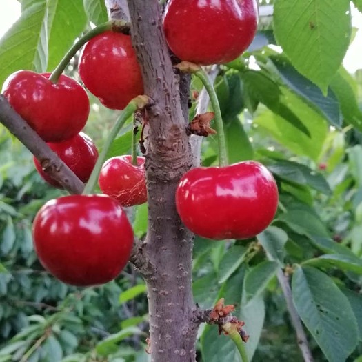 泰安 矮化布鲁可斯樱桃苗，高甜大果樱桃品种，吉赛拉矮化樱桃苗。