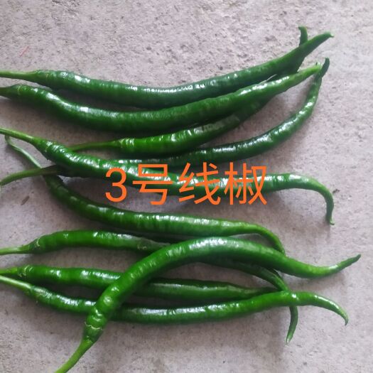政和县 辣椒上市中每天供应