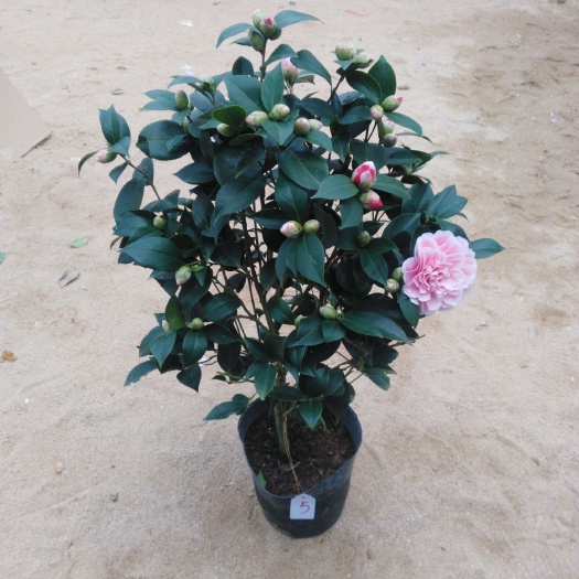 宿迁 茶花