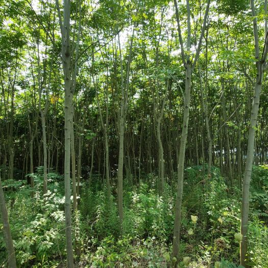 霍邱县 黄山栾树，6公分以上，包邮，300棵起售