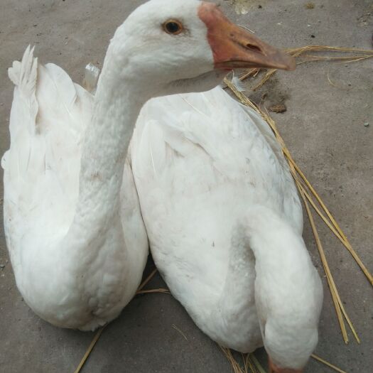 宜宾 鹅，大白鹅，鸡