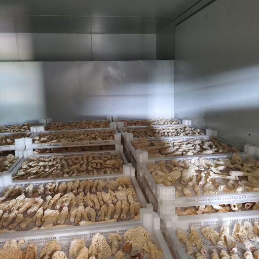 贞丰县 贵州竹荪   红托竹荪   干品竹荪   基地直销