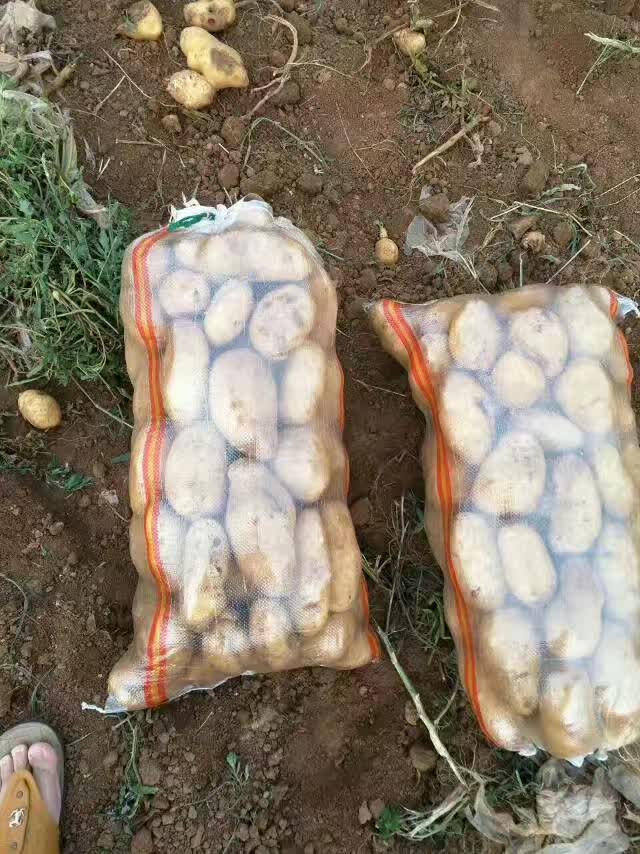 荷兰15号土豆 2两以上