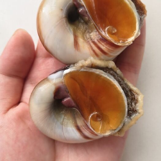 东港市新鲜香螺，蛏子，一手货源