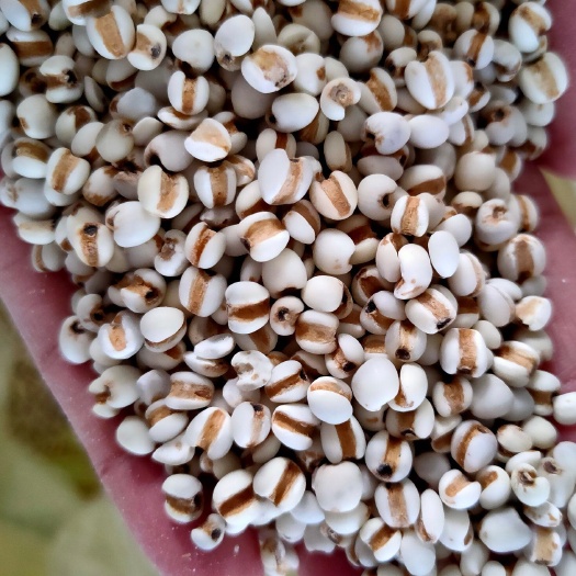 繁峙县生薏仁  大薏米新货大薏米仁颗粒饱满大粒白苡米5斤起批一件代
