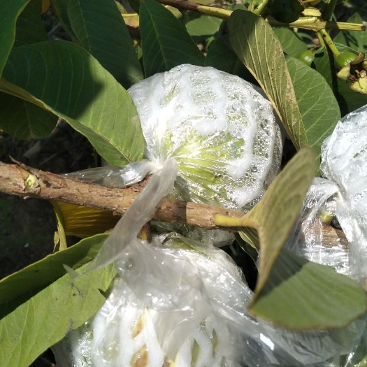 胭脂红番石榴 新品种粉红心少籽芭乐