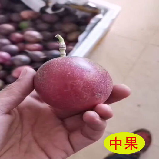 弥勒市 云南红河高原百香果中果