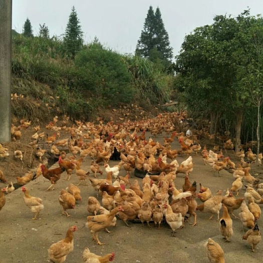 长沙县苏禽土鸡