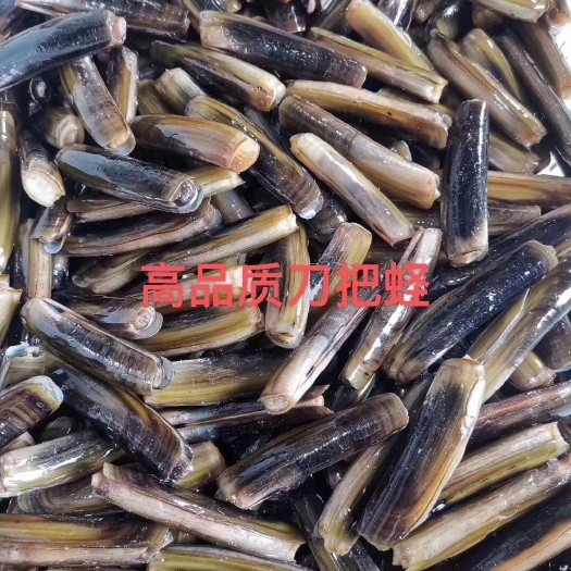 东港市海蛏 10-20只/公斤  鲜活水产