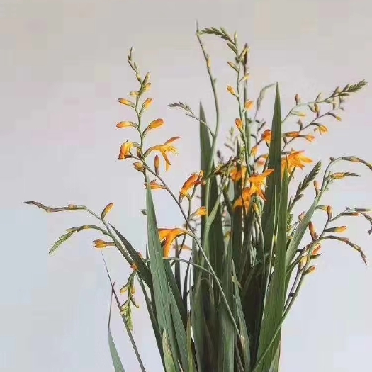 昆明红掌鲜切花 火焰兰