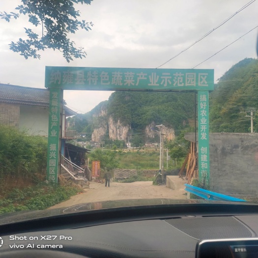 纳雍县青秀辣椒 中辣