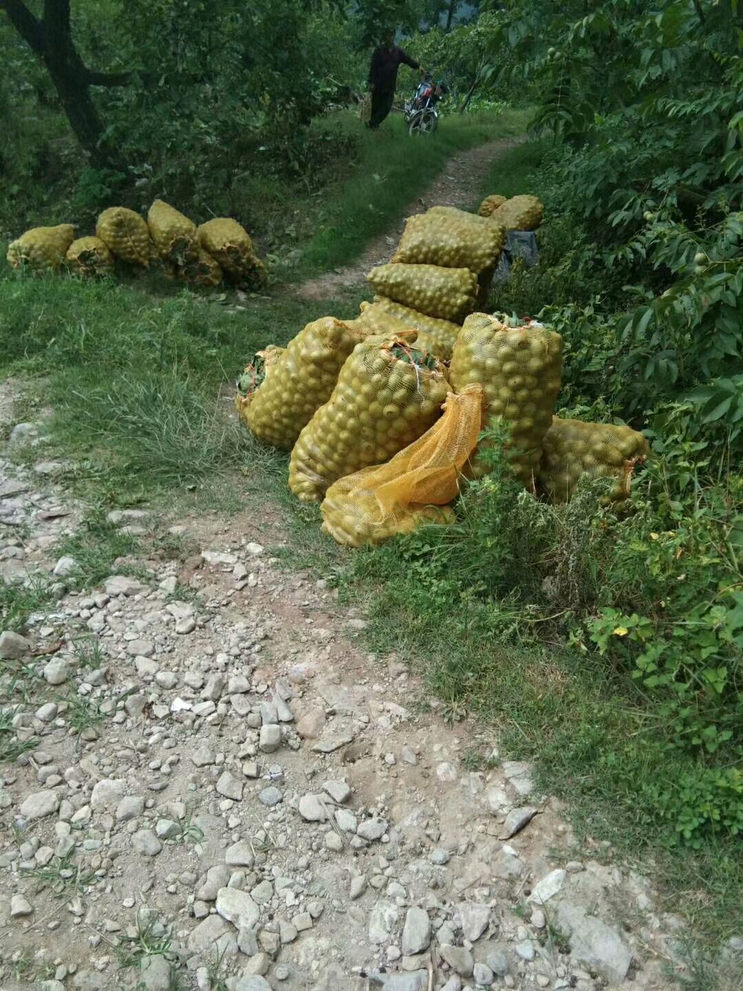  鲜核桃