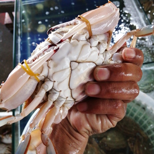 连云港 连云港海鲜 批发 皮皮虾 梭子蟹 各种贝类和鱼虾
