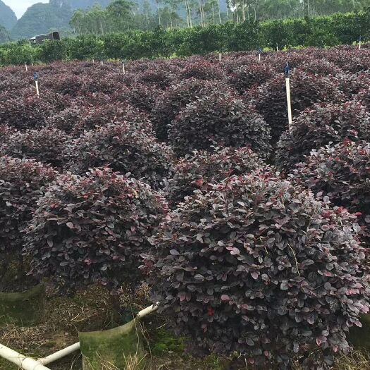 阳朔县双面红 量大从优