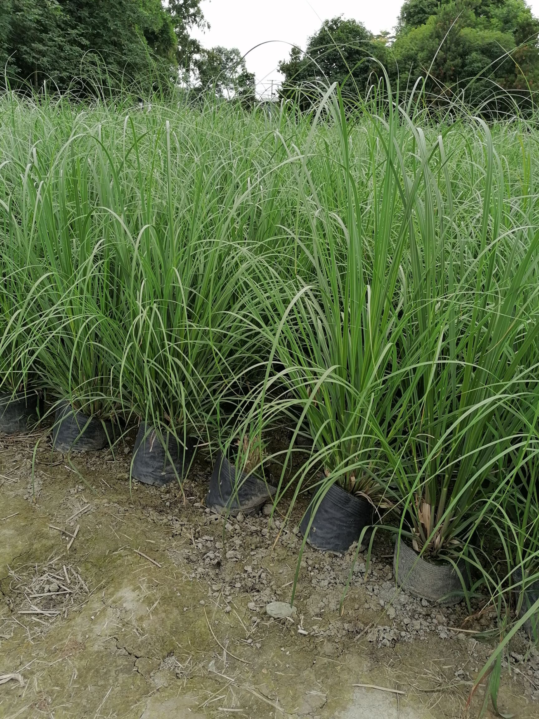 自家水生植物苗圃蒲苇 矮蒲苇 花叶蒲苇基地直销  保质保量