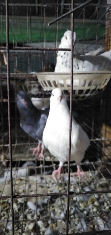 夏邑县乳鸽 6-7两左右/只 全部活杀 新鲜干冻 不泡水不注水，