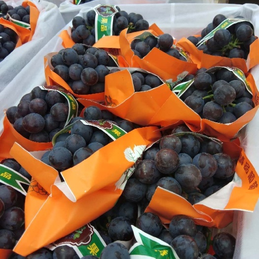 邯郸 夏黑葡萄🍇精品货各种品种 诚信代办