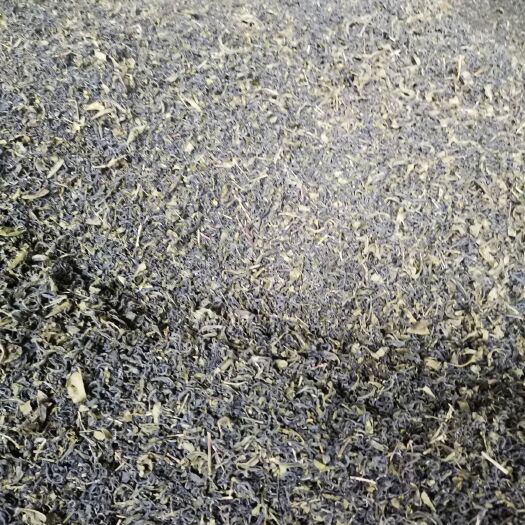 黎平县大叶种茶 今年机采茶叶已停止销售