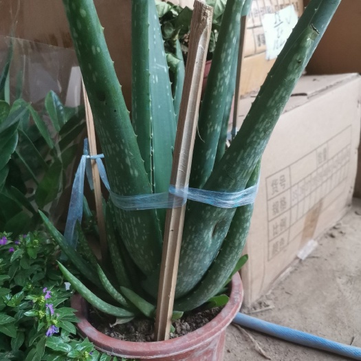 漳州 美容院库拉索芦荟盆栽多肉植物美容芦荟灌肤补水食用室内花卉绿植