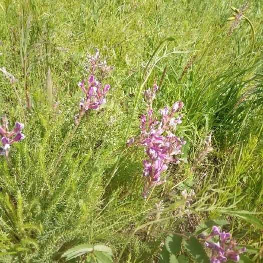 阿荣旗 批发零售呼伦贝尔草原百花蜂蜜 来自大自然的百花蜂蜜