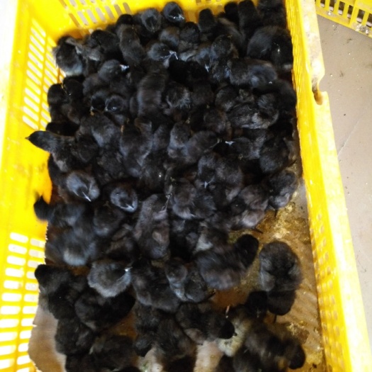 南宁五黑鸡苗 统货