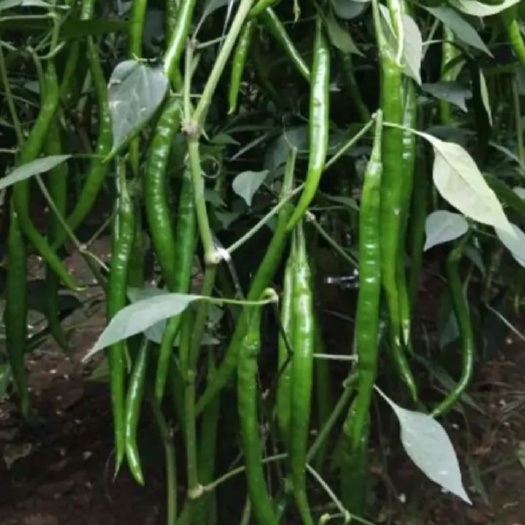 建始县 反季辣椒，少量上市，价格较高，敬请期待