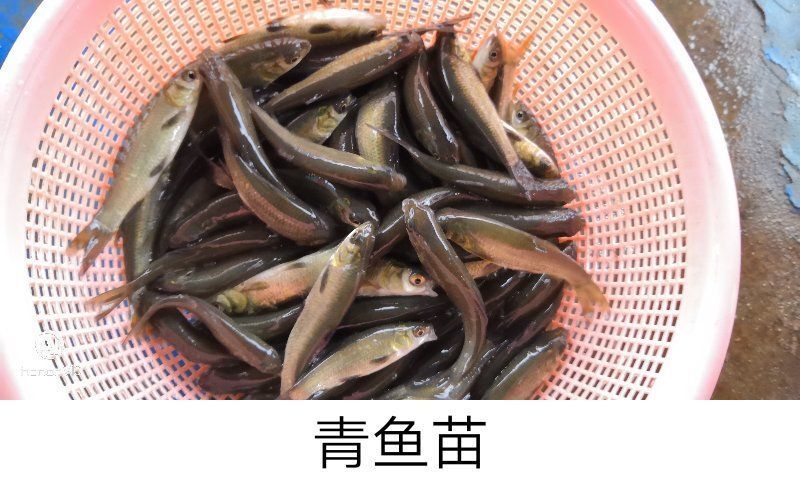 昭通青鱼苗，欢迎订购