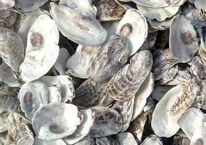 亳州威海牡蛎 星涛中药饮片有限公司
