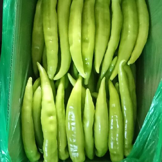 辽宁海城精品黄皮尖椒即将上市
