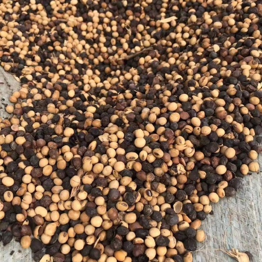 天津千斤大豆  出售天津附近受损大豆，一手货源，支持看现货，支持看合同！