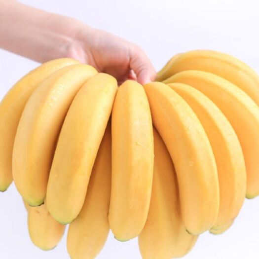 河口县云南河口产地高山山地香蕉〈包邮〉