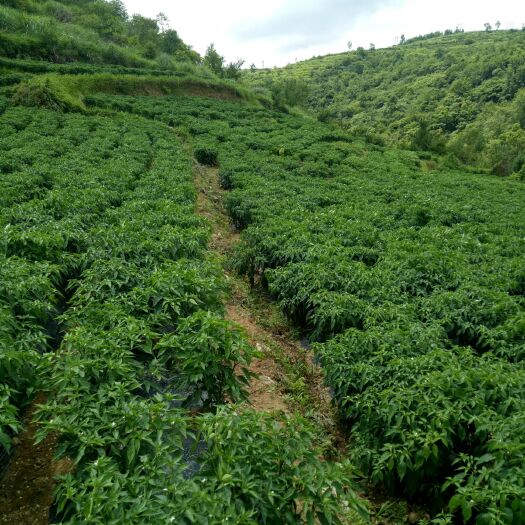 紫云县小米椒 408红曼巴