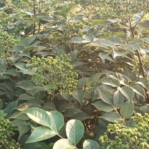 马山县 吴茱萸