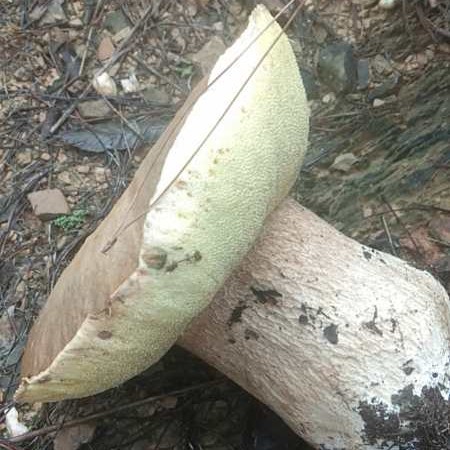  香气四溢的牛肝菌 来自山清水秀的湖北荆门市月亮门村