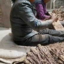 岷县 甘肃岷县当归