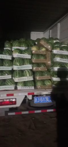 天津 精品麒麟西瓜