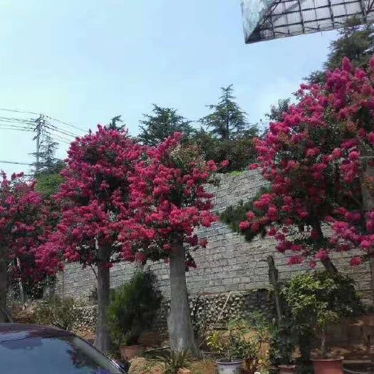 石家庄红花紫薇 红遍天