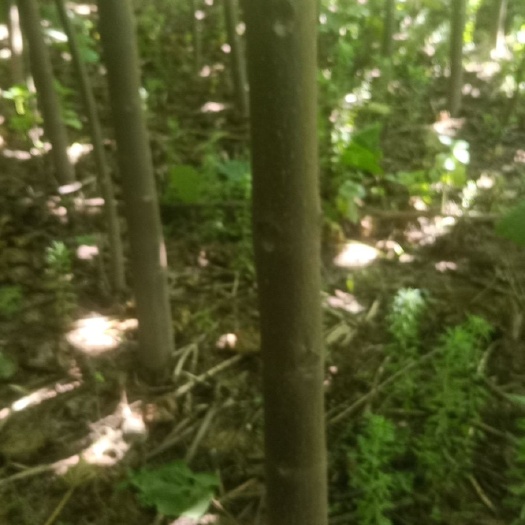 兰考县 兰考焦裕禄泡桐基地
