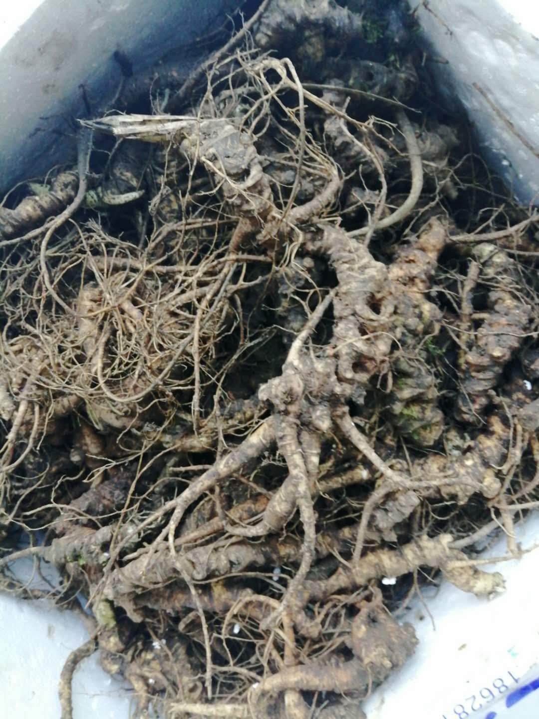 竹节参