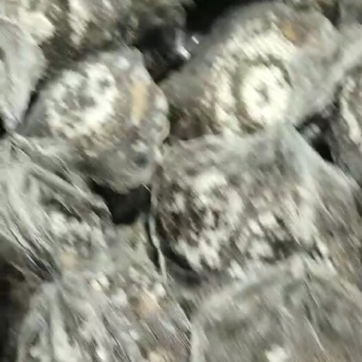 江永县 金环蜂蛹 老蜂