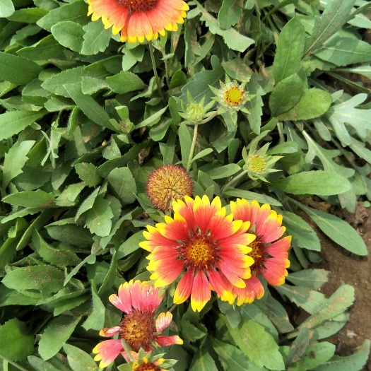 青州市 天人菊 天人菊批发 基地直供天人菊