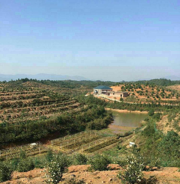  压榨山茶油