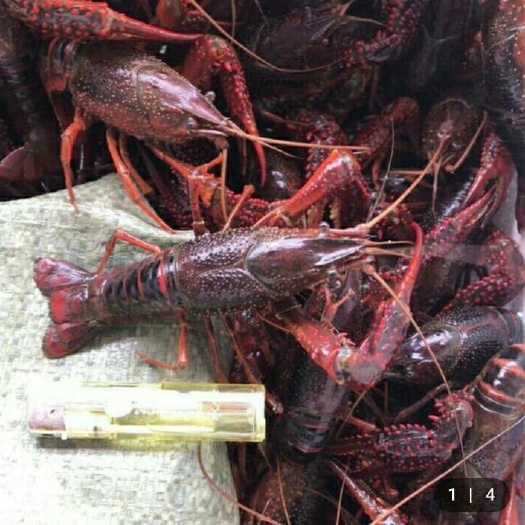 广州洪湖小龙虾 精品靓虾，货源充足，合作共赢！